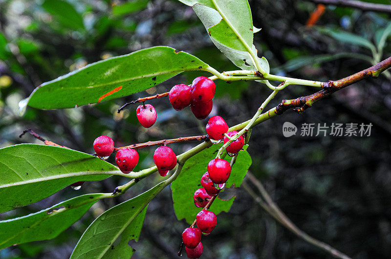 鼠李桤木(Frangula alnus) -红色果实